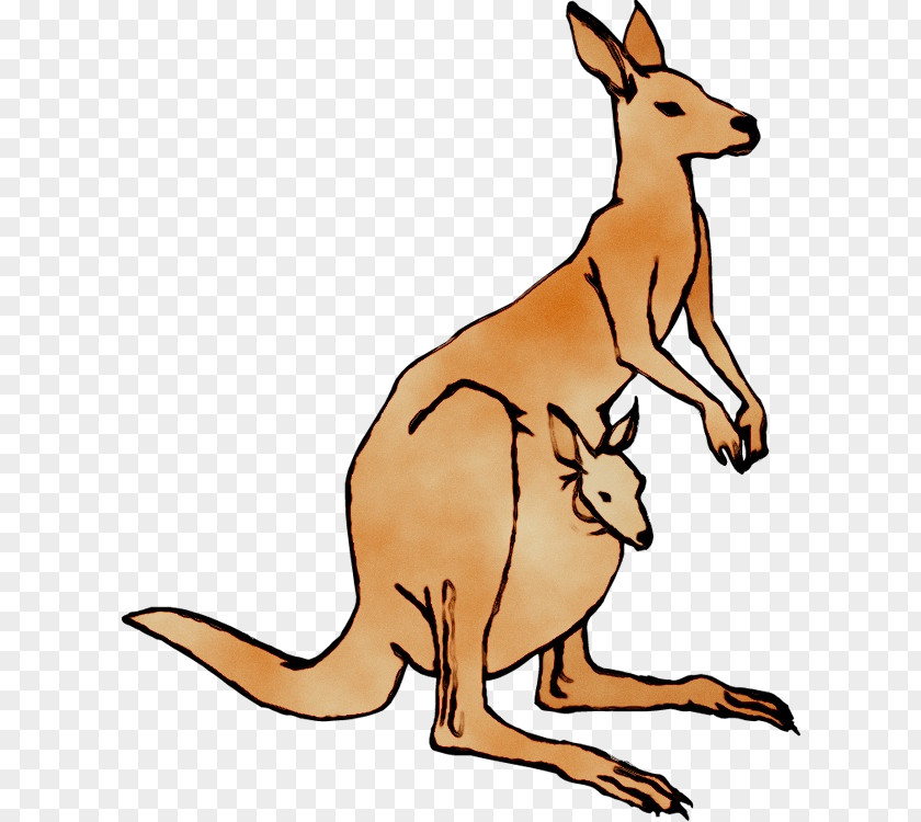 Clip Art Kangaroo Transparency Image PNG