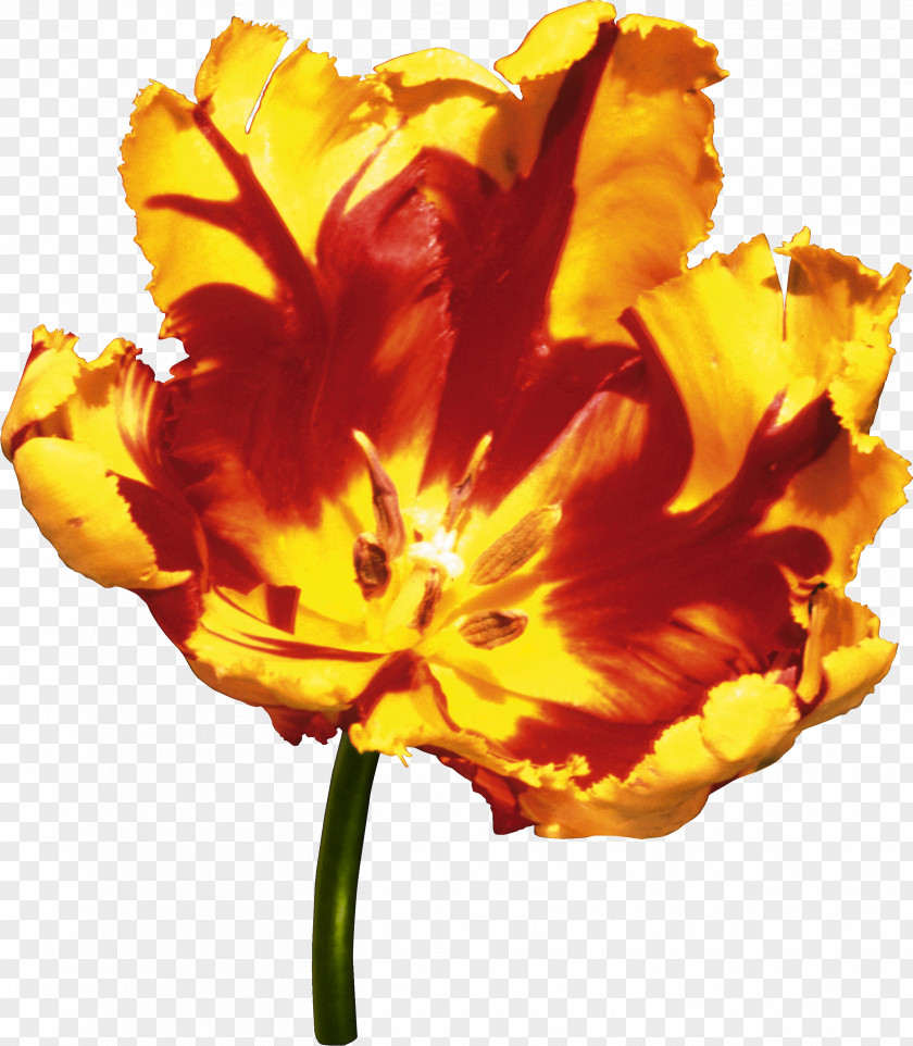 Tulip Flower Yellow Clip Art PNG
