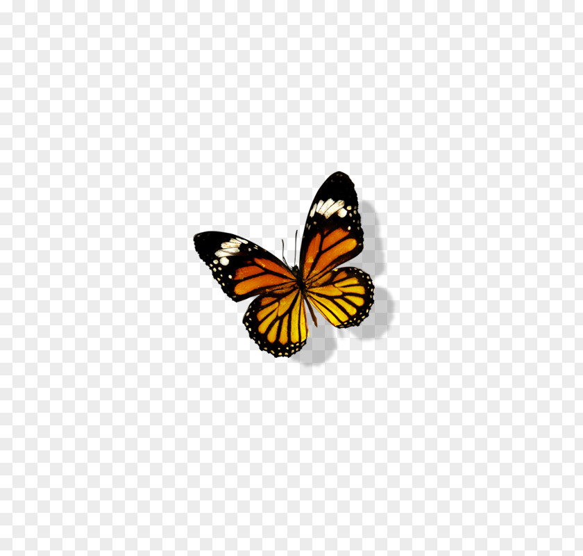 Butterfly Monarch Transparency And Translucency PNG