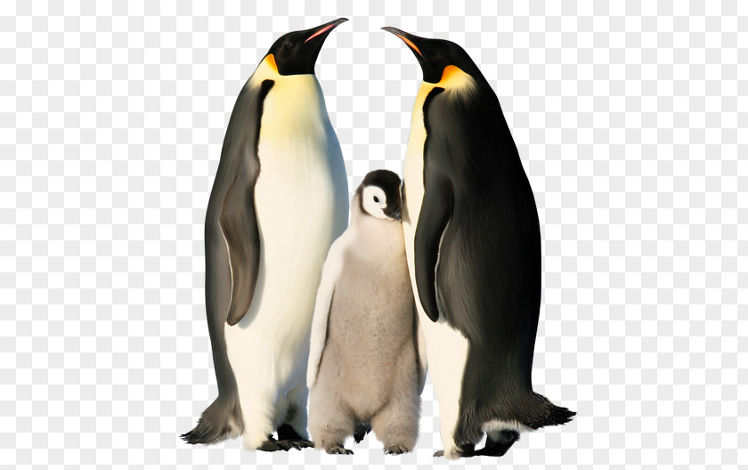 Penguin The Emperor Antarctica PNG