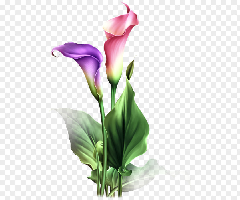 Plant Stem Purple Flower Flowering Arum Giant White Lily PNG