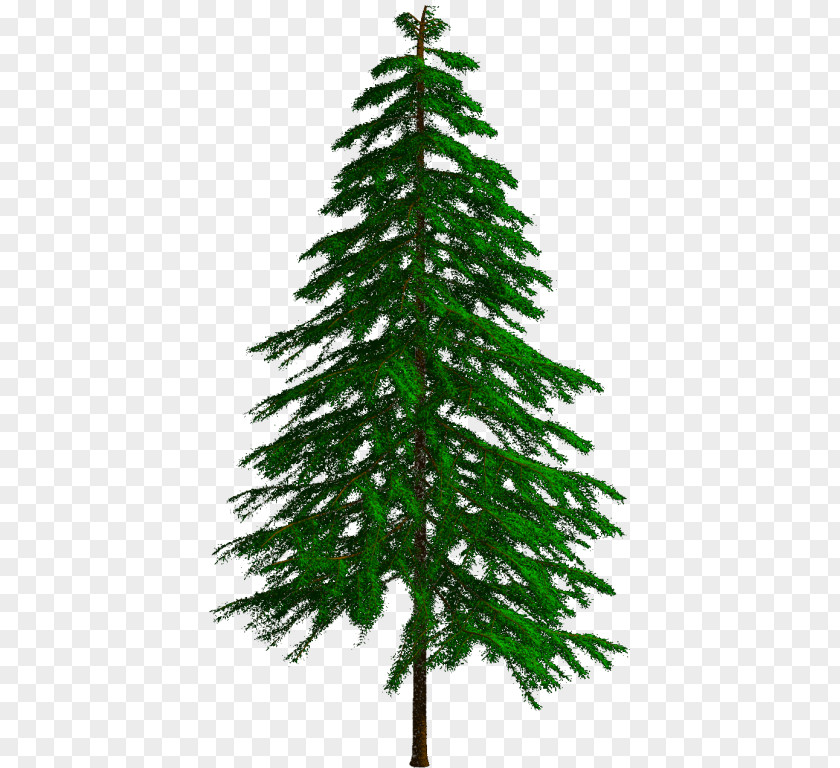 Reducing Spruce Fir Pine Larch Christmas Tree PNG