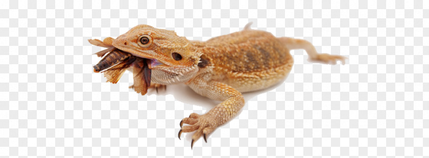 Bearded Dragon Image Lizard Dragons Eating PNG