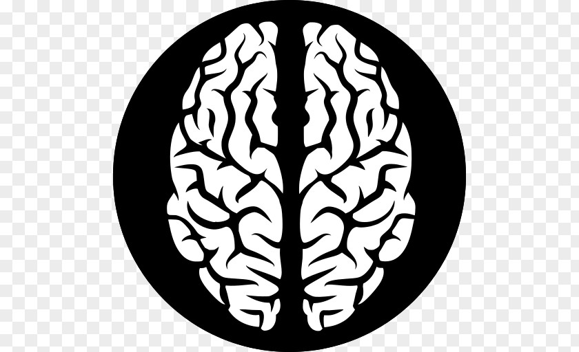 Brain Human Clip Art PNG