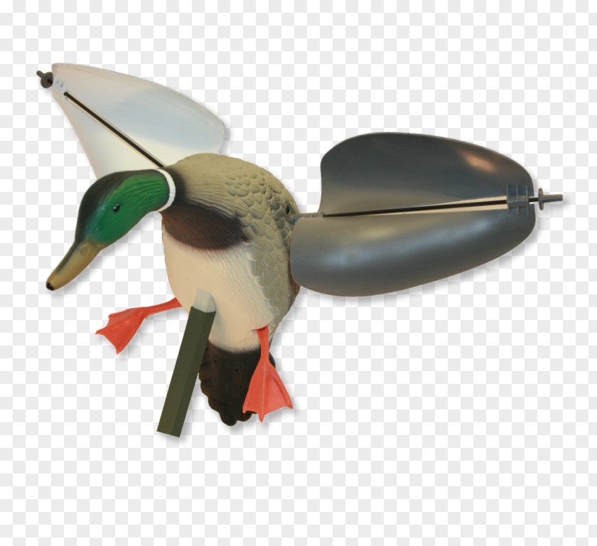 Duck Mallard Dangate Goose Hunting PNG