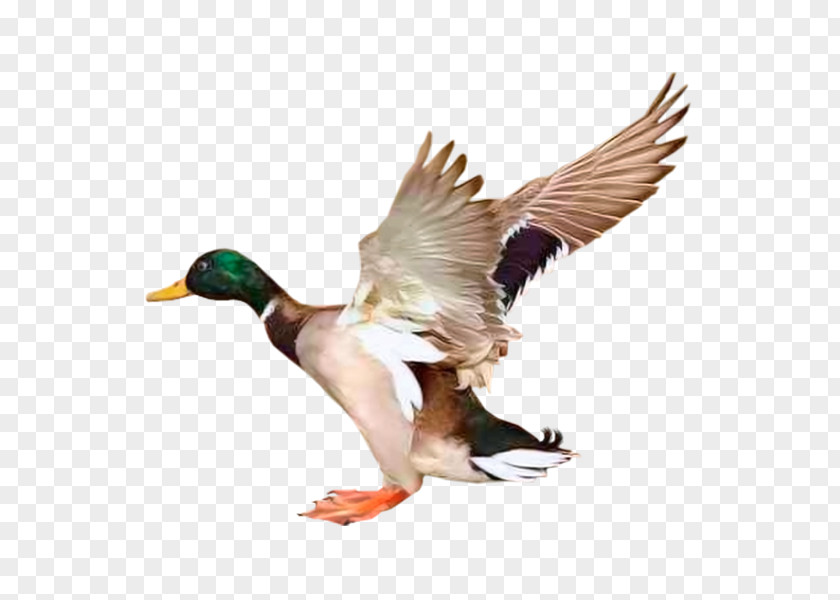 Goose Mallard Duck Bird Redhead PNG