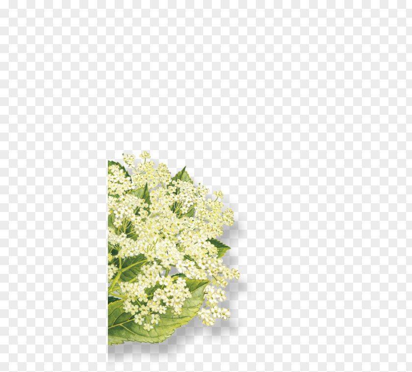 Sambucus Nigra Elderflower Cordial Elderberry Organic Food Syrup Floral Design PNG