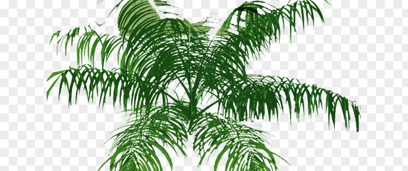 Tree Arecaceae Plan PNG