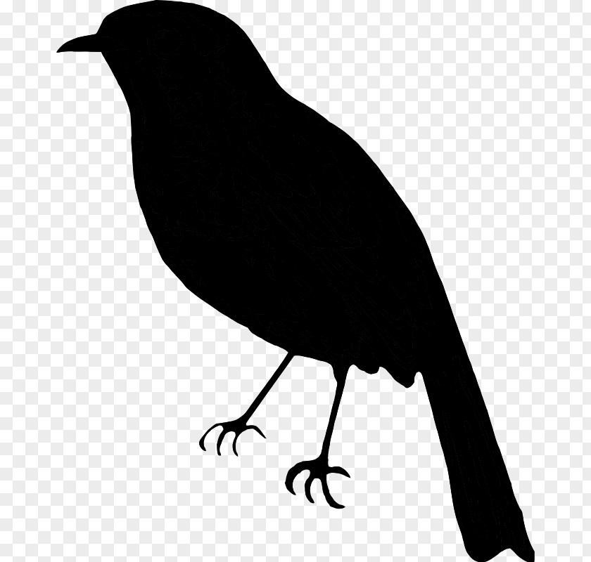 American Crow Clip Art Fauna Silhouette Common Raven PNG