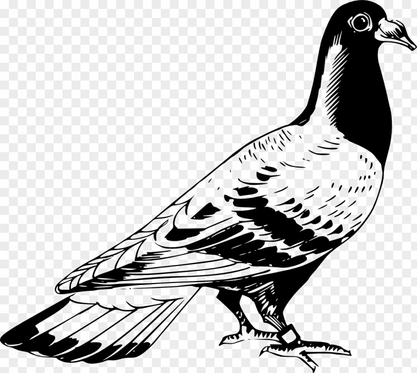 Bird Columbidae Racing Homer Homing Pigeon Clip Art PNG
