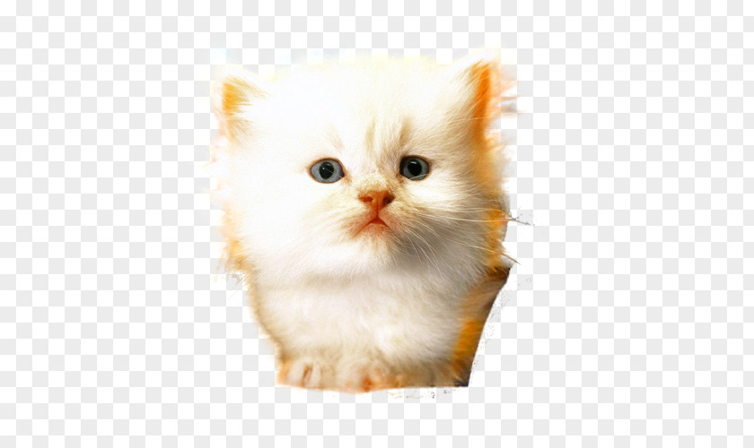 Cute Cat Head Ragamuffin Minuet Whiskers Domestic Long-haired Short-haired PNG