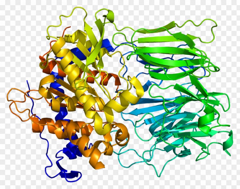 Prolyl Endopeptidase Protease Enzyme Oligopeptidase PNG