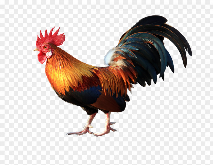Big Cock Renderings Cochin Chicken Vietnam Goat Rooster Poultry PNG