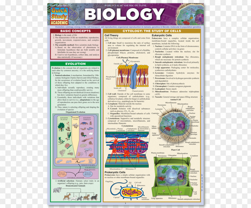 Biology Biology: The Basic Principles Of Study Skills Bar Chart PNG