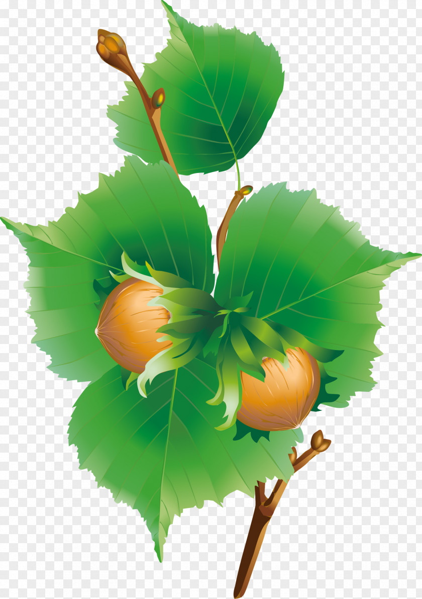Nuts Sweet Chestnut Clip Art PNG
