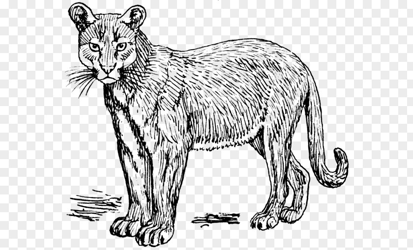 PUMA Cougar White Lion Panther Clip Art PNG