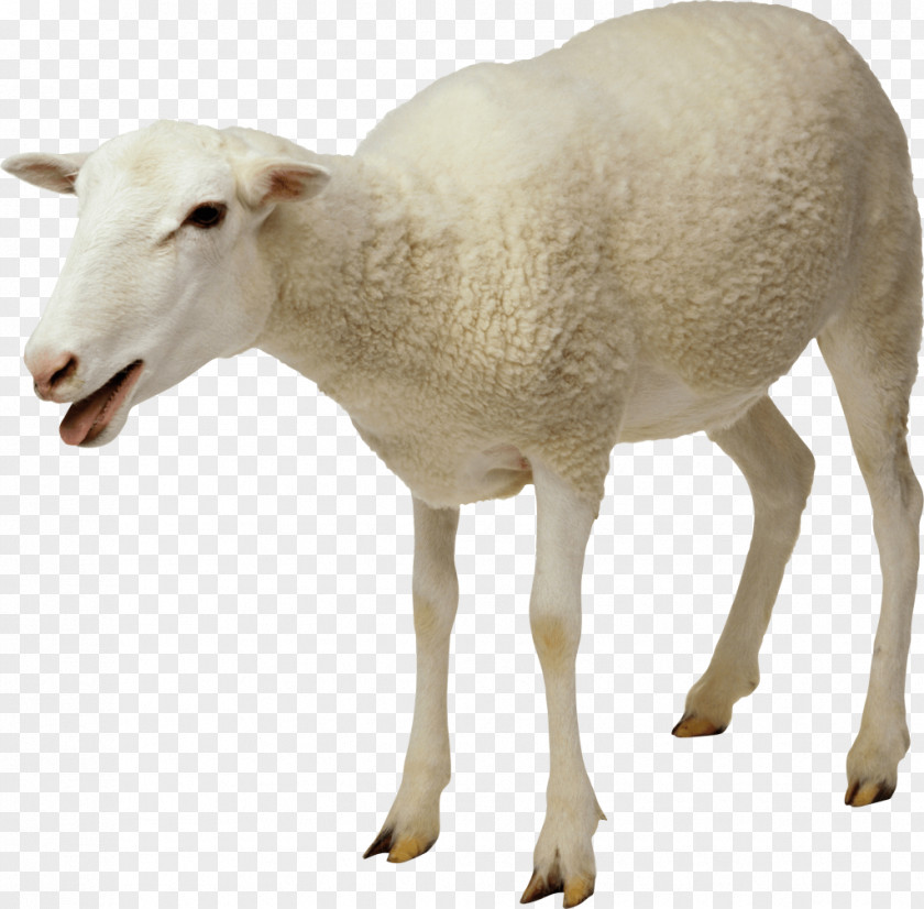Sheep Jacob Goat Cattle Clip Art PNG