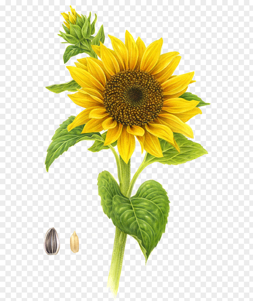 Sunflower Common Yellow PNG