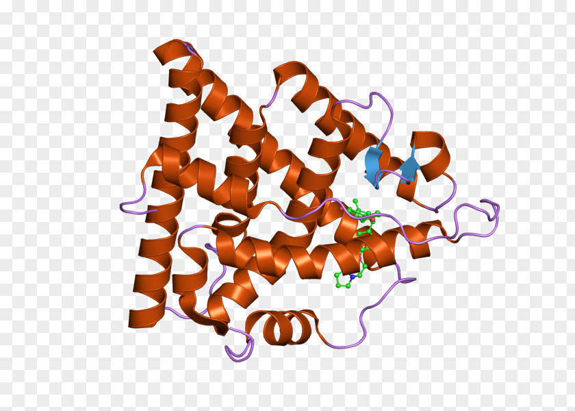 Estrogen Receptor Alpha DNA-binding Domain Nuclear PNG