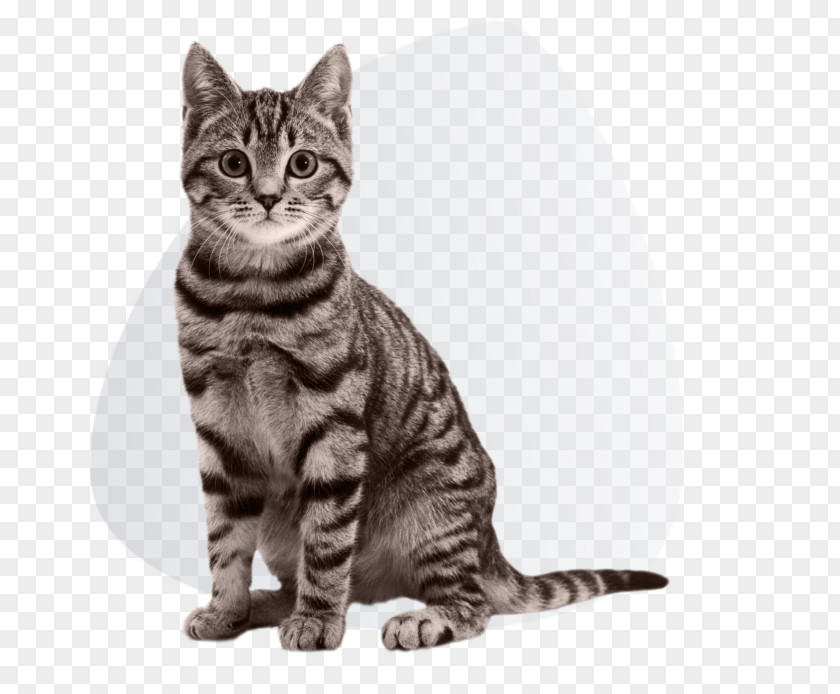 Kitten Cat Food Siberian Dog PNG