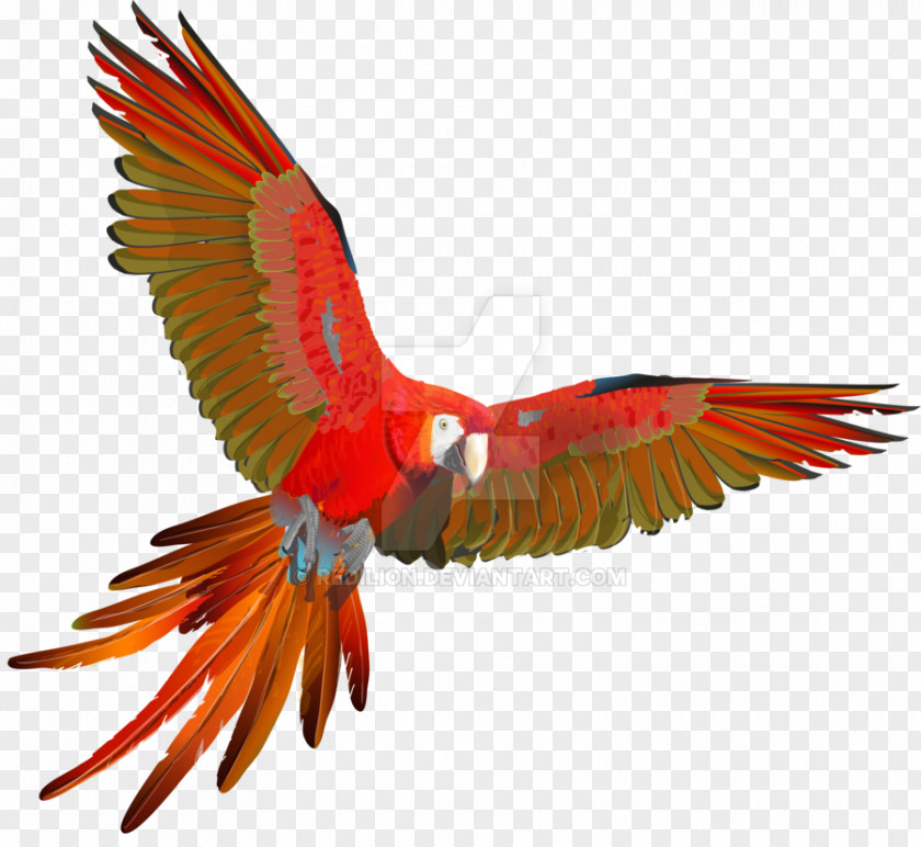 Parrot Scarlet Macaw Red-and-green Bird PNG