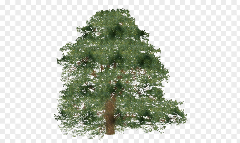 Tree Spruce Branch Shrub PNG