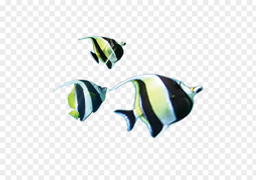 Tropical Fish Clownfish Download PNG