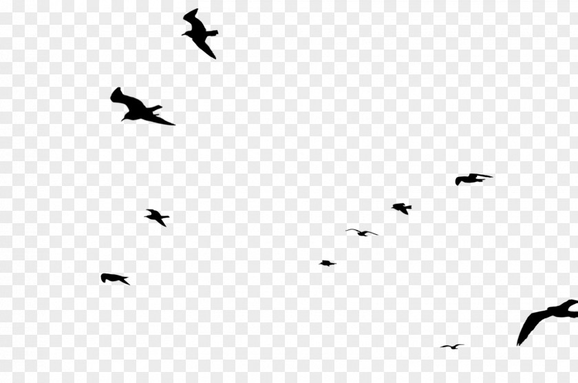 Bird Migration Point Line Font PNG