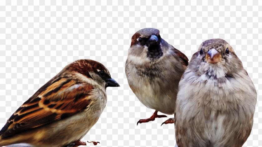 Finch Adaptation Bird House Sparrow Beak Song PNG