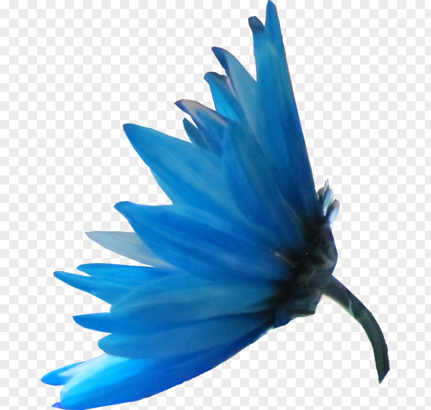 Flower Blue Petal Color Mavi PNG