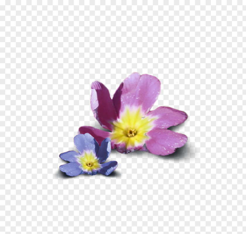 Flowers Floating Primrose Family Violet PNG
