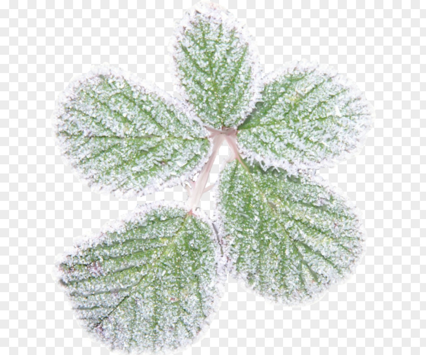 Leaf Snow Clip Art PNG