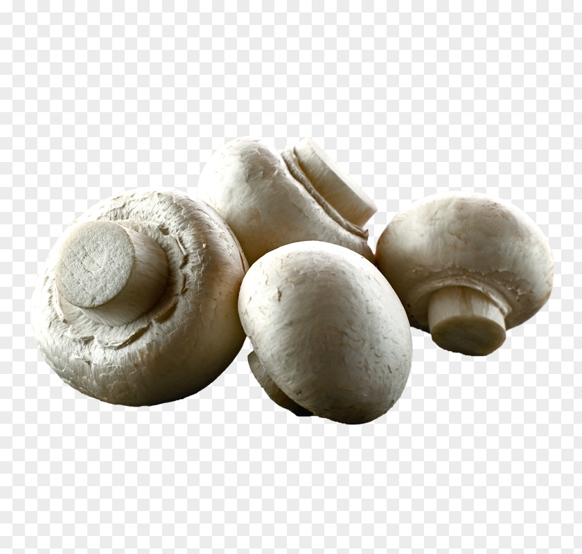 Mushroom Common Edible Shiitake Oyster PNG