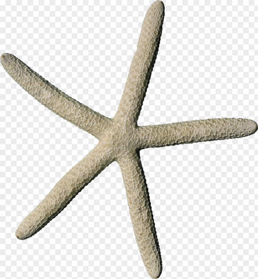Shells And Starfish Squid As Food IFolder DepositFiles PNG