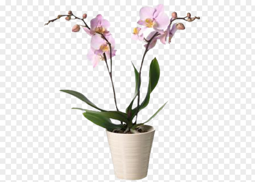 Flower Moth Orchids Interflora Cut Flowers PNG