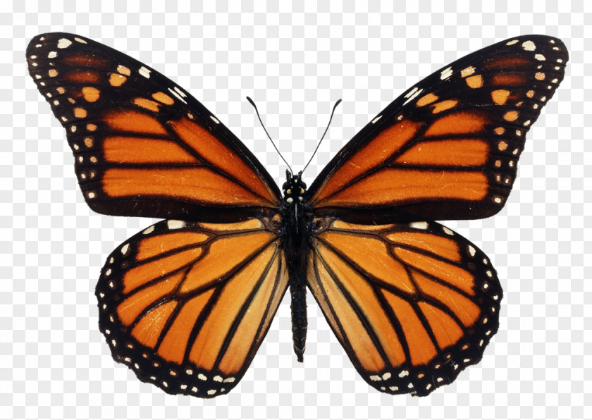 Kepenek Illustration The Monarch Butterfly Milkweed Butterflies Caterpillar PNG