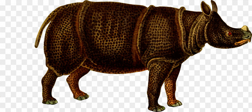 Rhino Javan Rhinoceros Giraffe Animal Wildlife PNG