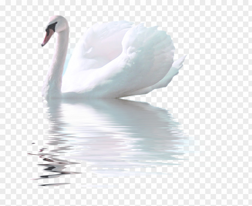 Swan Bird Whistling Goose White PNG