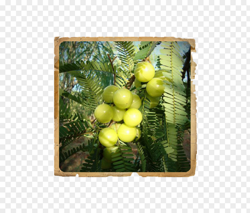 Amla Indian Gooseberry Plant Fruit Phyllanthus Acidus PNG