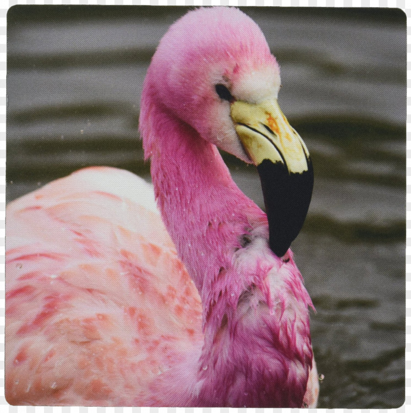 Animal Mouse Pad Mauritius England Bird Andean Flamingo Parakeet PNG