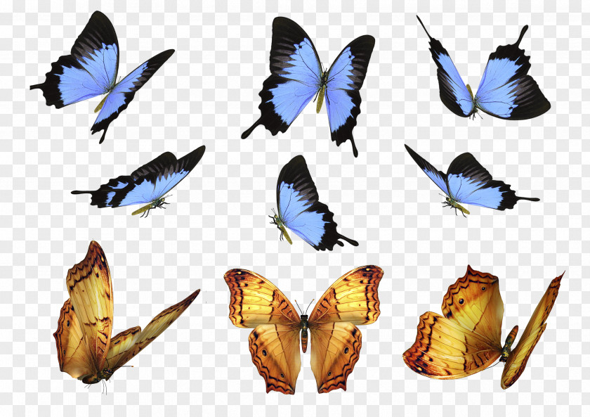 Butterfly Moth Overlay Layers PNG