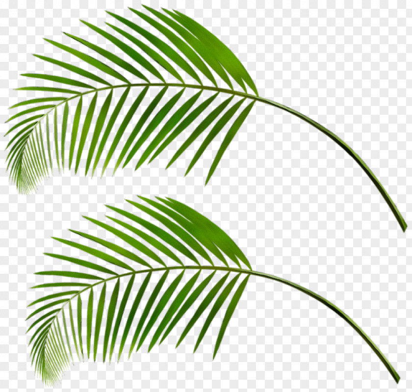 Fern Twig Palm Tree Silhouette PNG