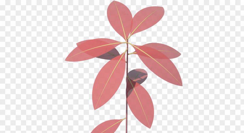 Leaf Petal Pink M PNG