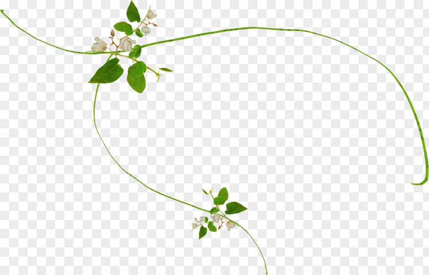 Leaf Twig Plant Stem Flower Herb PNG