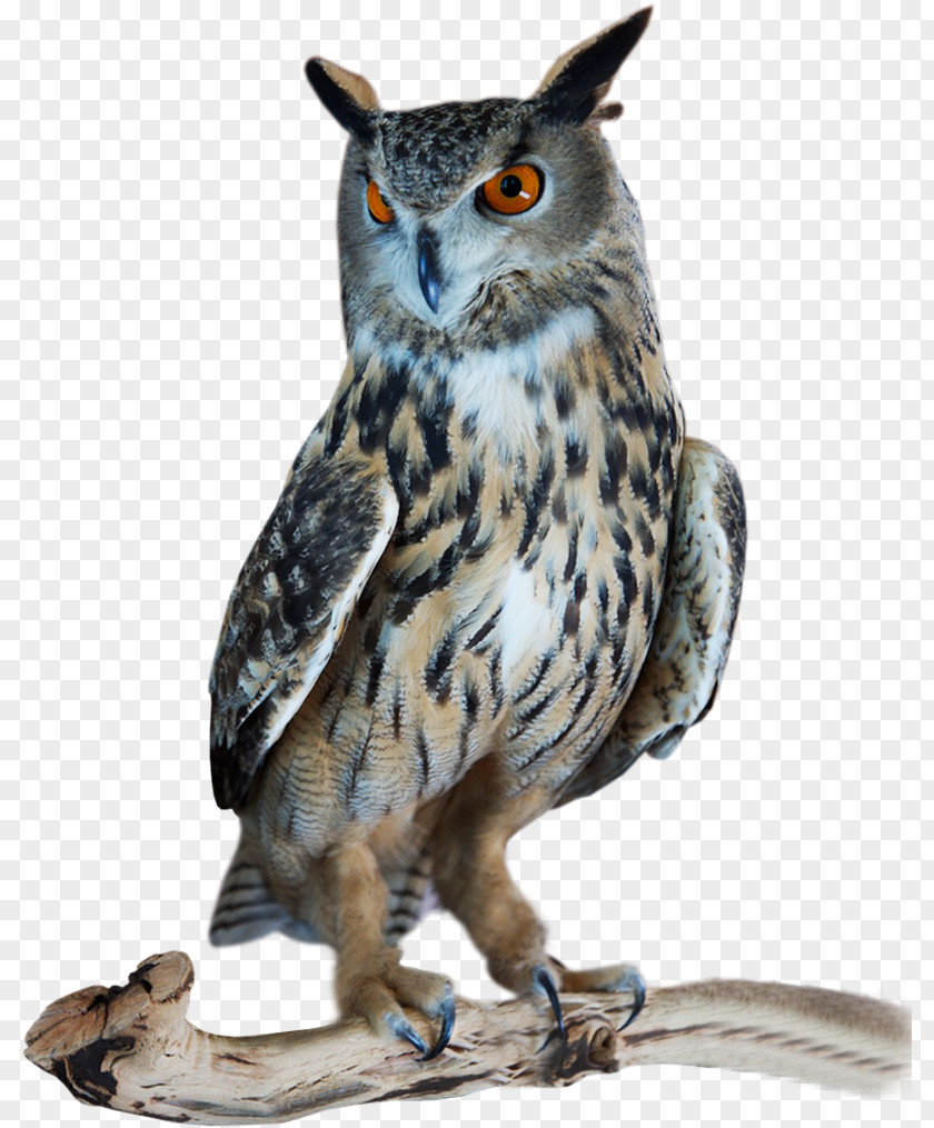 Owl Great Horned Investment Banking Hawk PNG