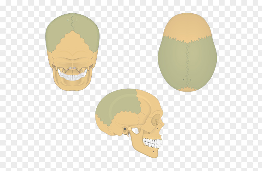 Skull Parietal Bone Anatomy Lobe PNG