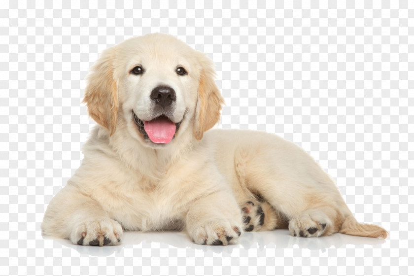 Golden Retriever Siberian Husky Labrador Border Collie Puppy PNG