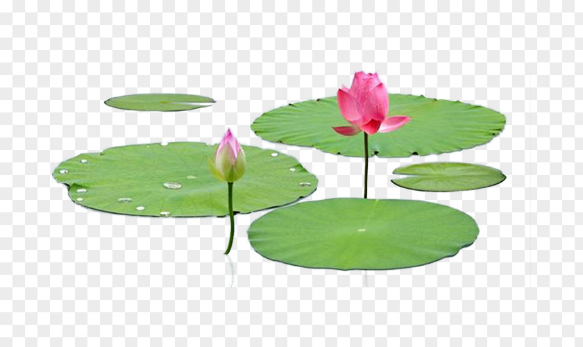 Lotus Leaf Photography Material Nelumbo Nucifera Effect PNG