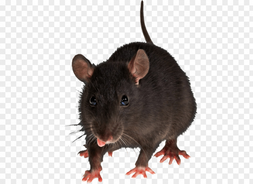 Mouse Rat Image Brown Black Rodent Pest Control PNG