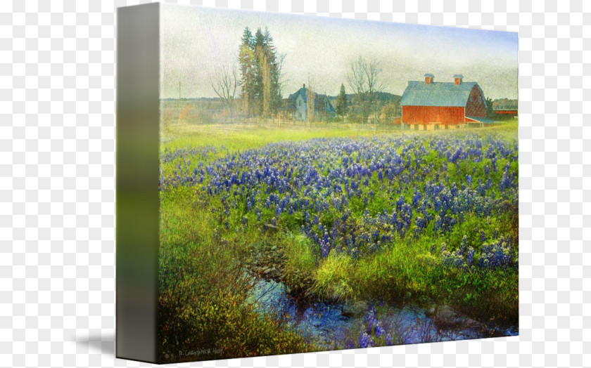 Painting Bluebonnet Watercolor Canvas Print PNG